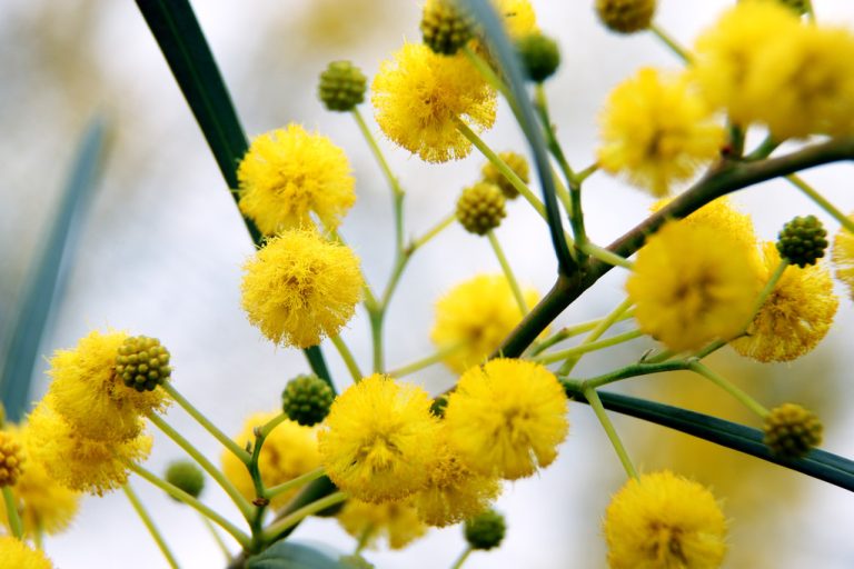 Acacia Honey: What Makes the Variety so Special