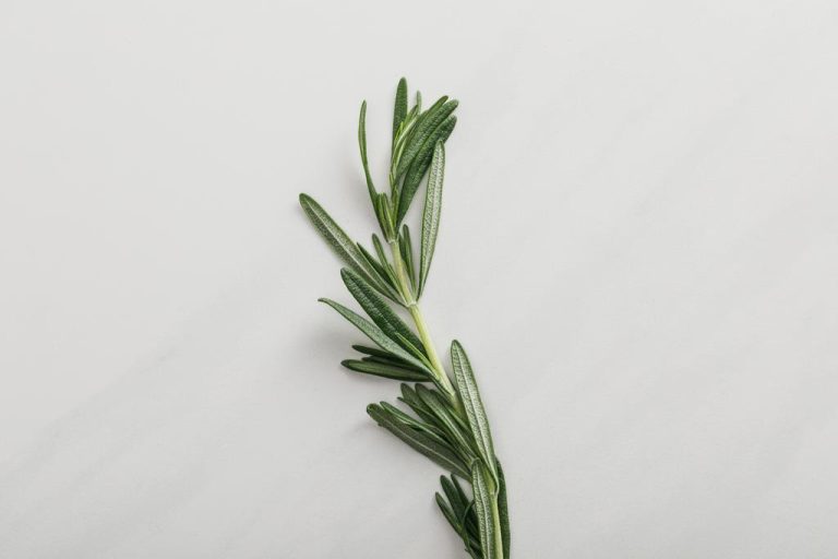 Dry Rosemary: This Makes The Medicinal Herb Last Longer