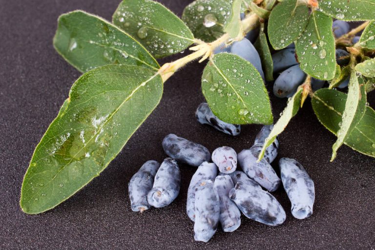 Honeyberry: Cultivation and Use of The Wild Fruit