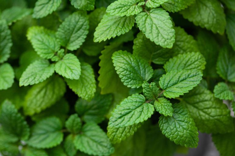 Lemon Balm: A Versatile and Tasty Medicinal Herb