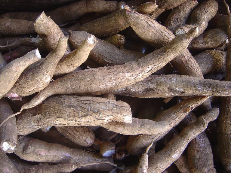 Tapioca Flour: These Local Produce Make it Unnecessary