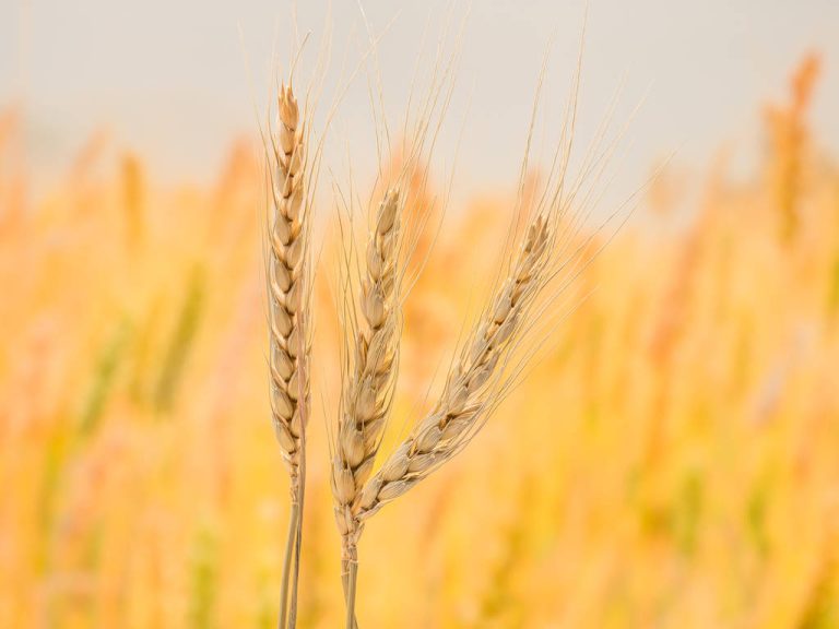 Wheat Germ: That’s Why They’re so Healthy