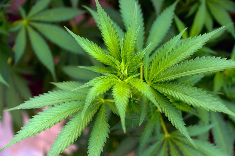 Hemp Oil: Ingredients, Effect and Application