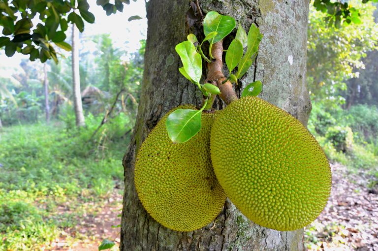 Jackfruit: a Delicious Meat Substitute – But What About The Ecological Balance?