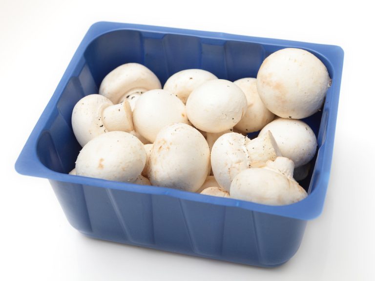 Storing Mushrooms: This Way They Stay Fresh Longer