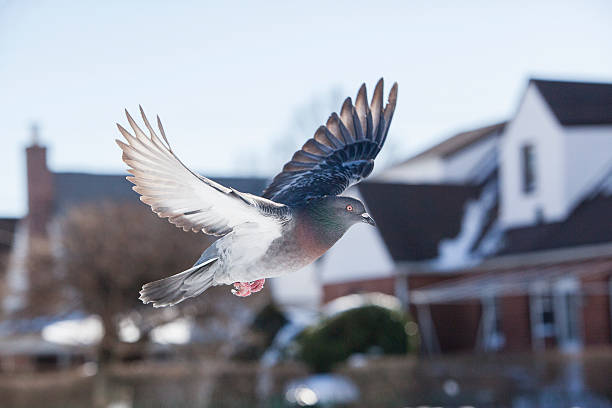 7 Tips to Fight Pigeons as a Pigeon Deterrent