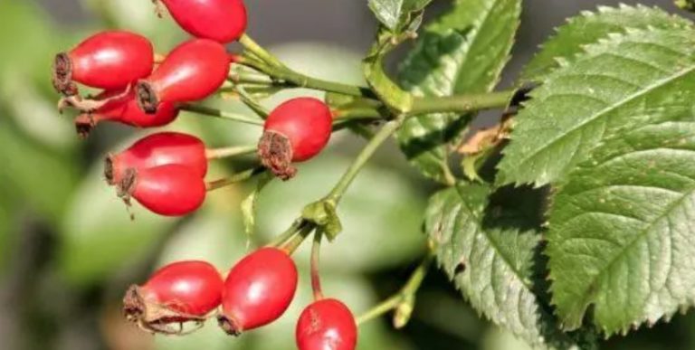 Drying Rose Hips: This is How You Can Preserve Them
