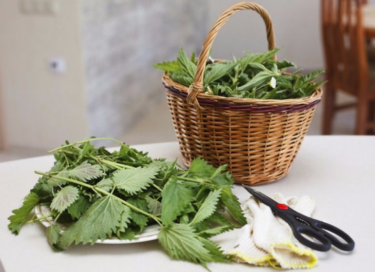 Make Nettle Manure Yourself