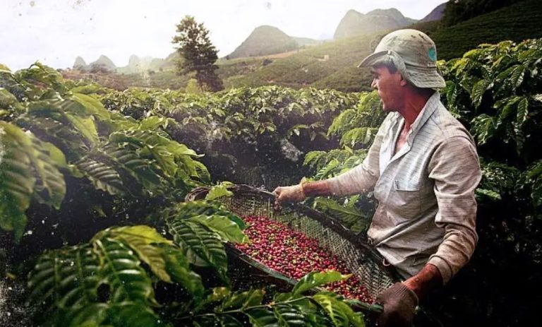 Brazilian Coffee – Coffee Culture in Brazil