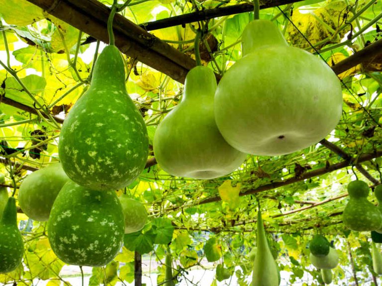 Calabash: This is How You Can Plant and Use the Bottle Gourd