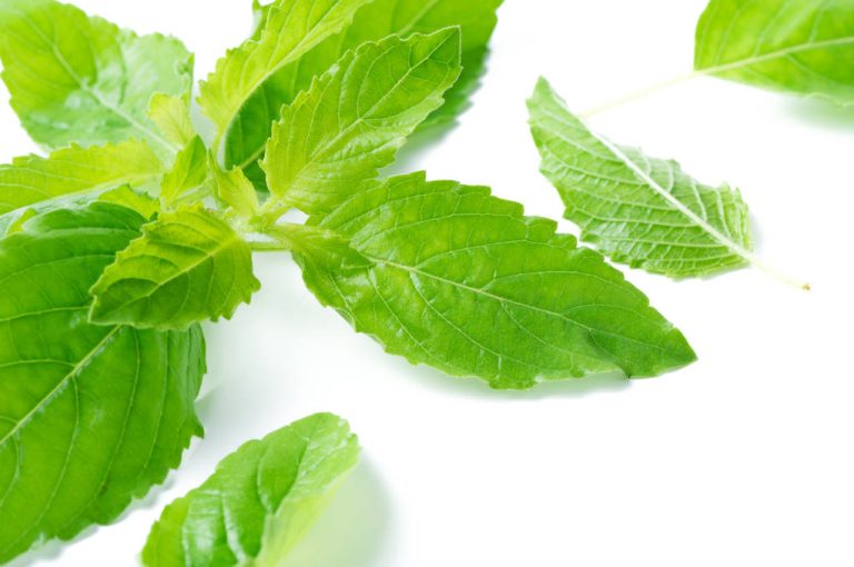 Tulsi Tea: Effects and Preparation of Holy Basil