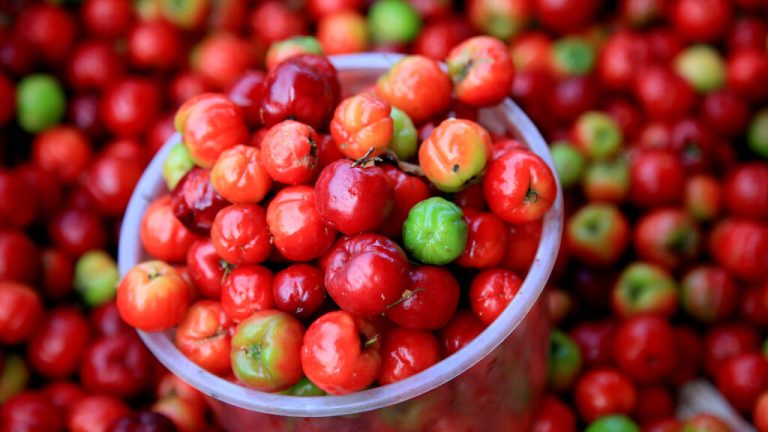 Acerola: Vitamin C Bomb and Superfood For The Immune System?