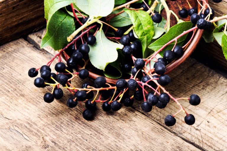 The Aronia or Chokeberry