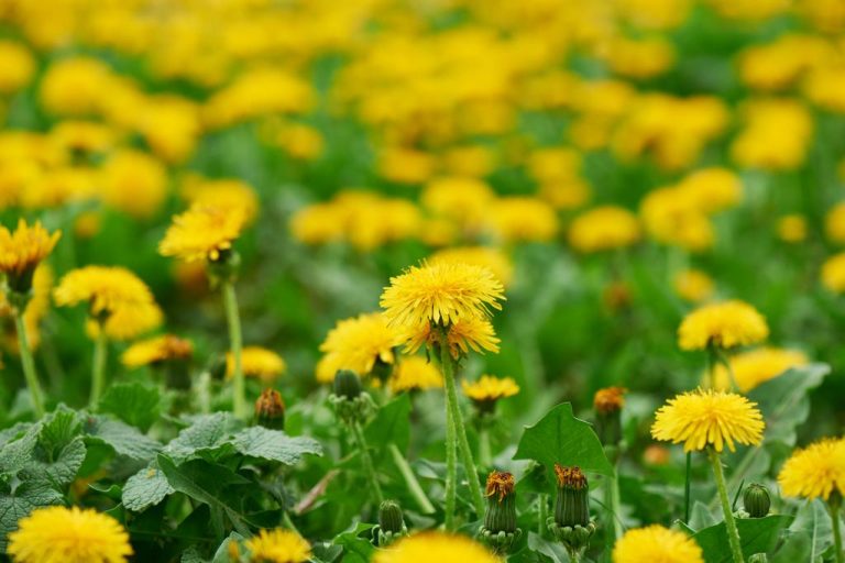Eating Dandelion: How Healthy is it – and What is The Best Way to Prepare it?