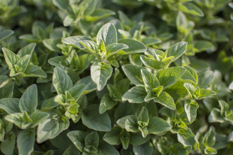 Oregano: Much More Than a Pizza Spice – What The Medicinal Plant Can do