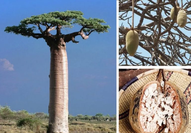 Baobab Products: What You Should Know About the Baobab Tree