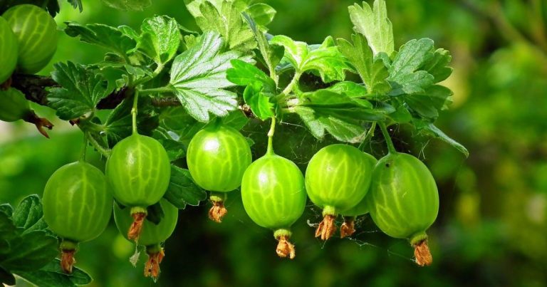 Freeze Gooseberries: This Way You Can Keep the Fruit Longer