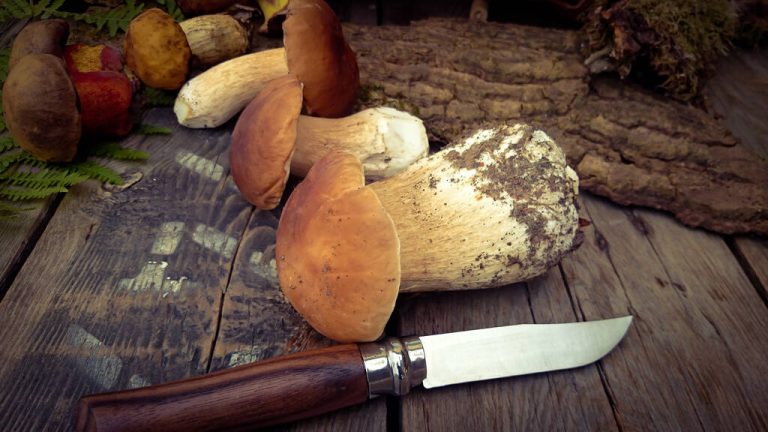 Cleaning Porcini Mushrooms: 3 Tips For Mushroom Pickers