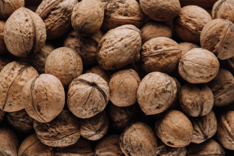 Harvesting Walnuts: This is How You Collect Them For The Winter