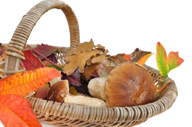 Drying Porcini Mushrooms: This is How You Make Them Durable