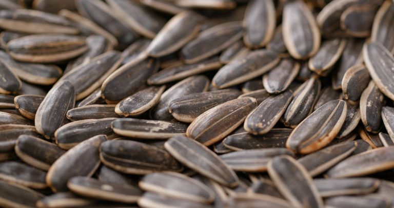 Foods Containing Calcium: This is How You Cover Your Needs