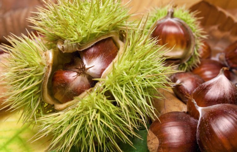 Are Chestnuts Edible? – the Difference Between Horse Chestnut and Chestnut
