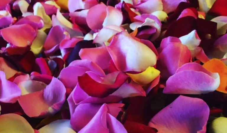 Can You Eat Rose Petals? You Should Know That