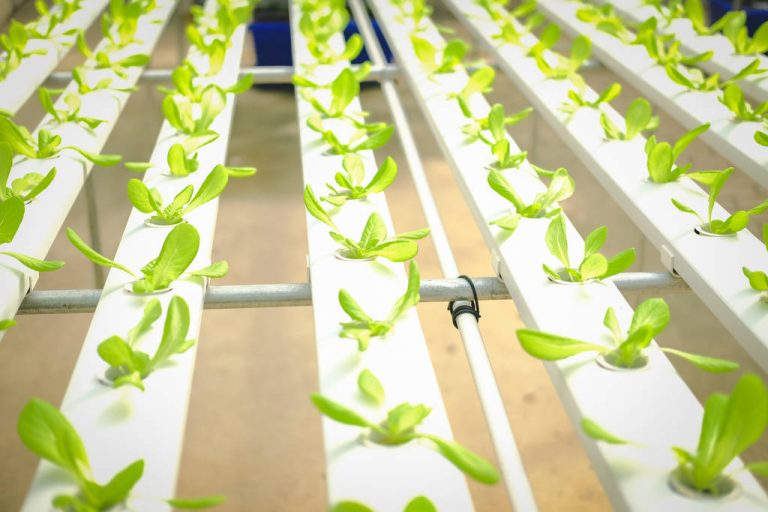 Hydroponics: How it Works