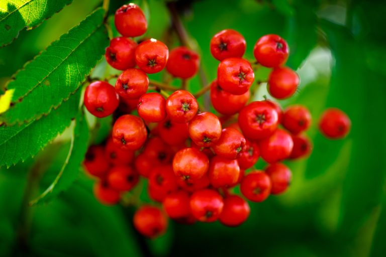 Are Rowanberries Really Poisonous? This is How You Can Use Them