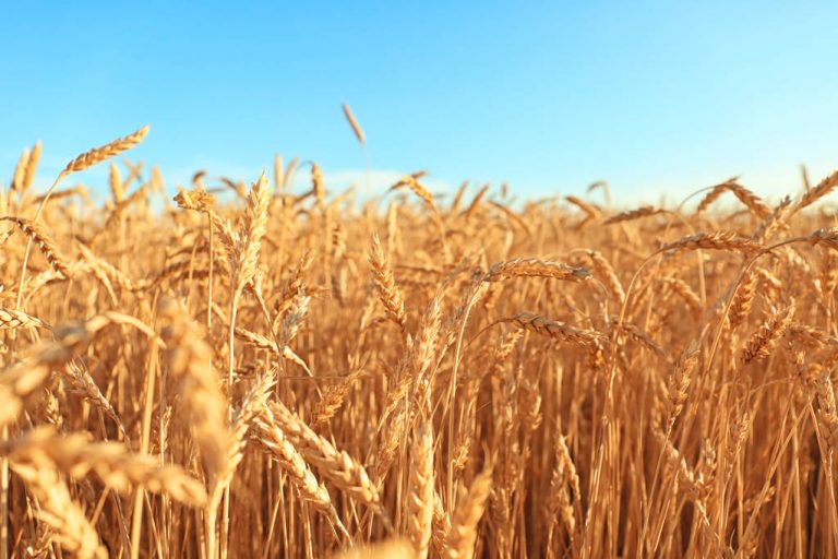 Triticale: This is What Makes This Type of Grain so Special