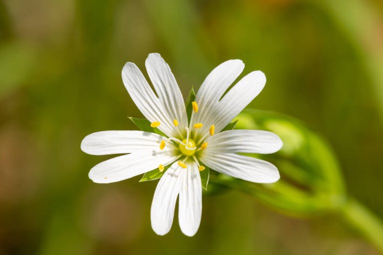 Chickweed: How to Use it in Cooking