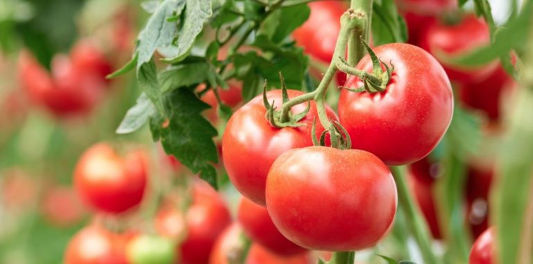Freezing Tomatoes: How It Works and What You Have to Consider