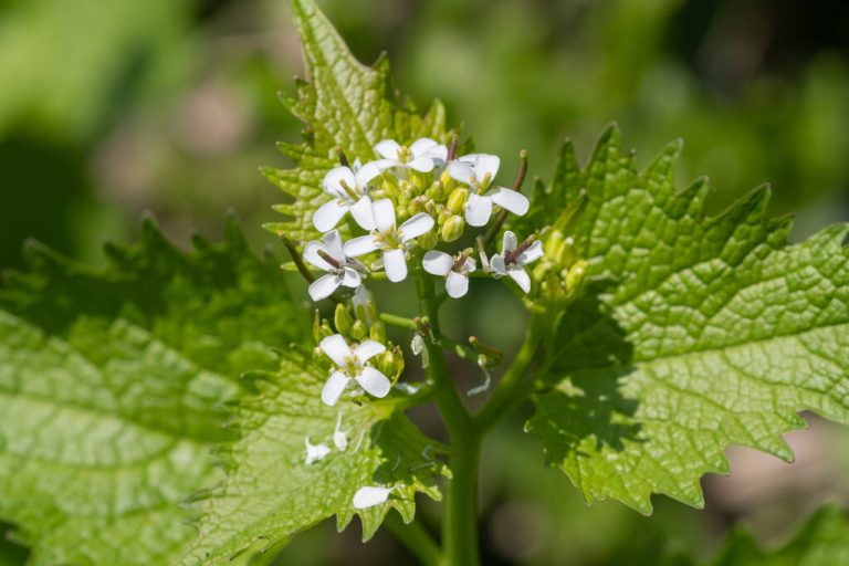Garlic Mustard: Application and Effect of The Herb
