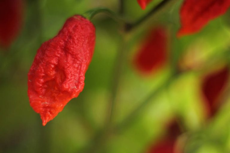 Bhut Jolokia: Origin, Scoville, Use and Cultivation