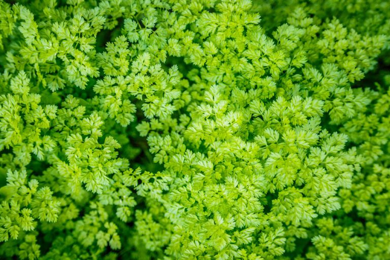 Chervil: Application and Effect of The Herb