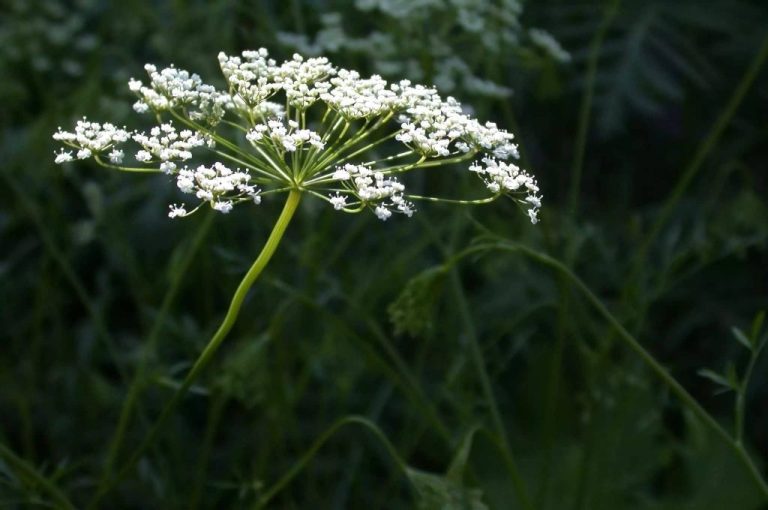 Anise: Effect and Application of The Versatile Medicinal Plant