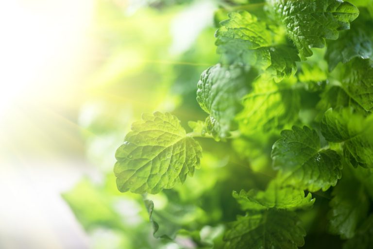 Lemon Balm Tea: Effect, Application and Recipe to Make Yourself