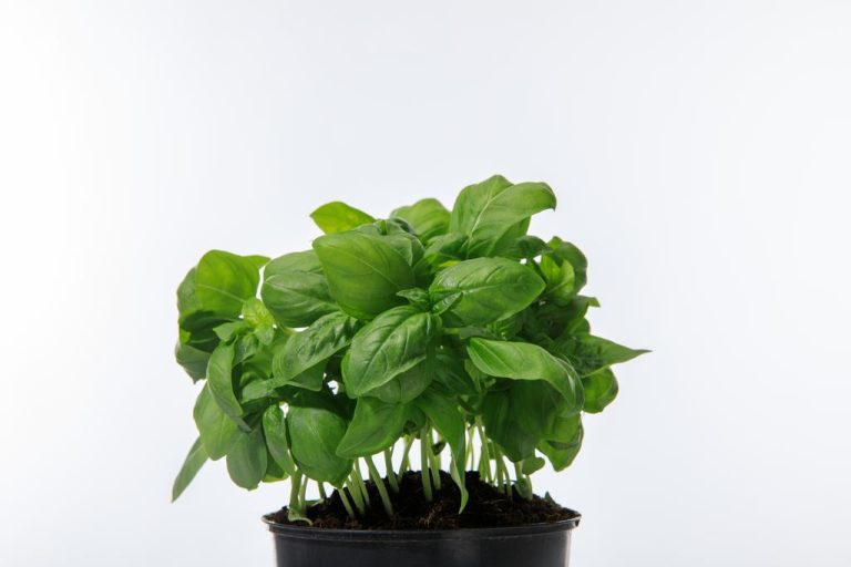 Drying Basil: This Way You Can Use it Longer