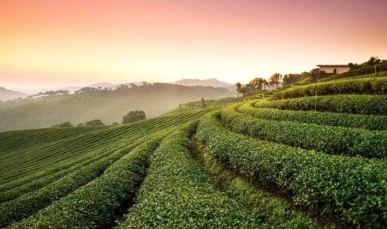 Ethiopia – country with an old coffee tradition