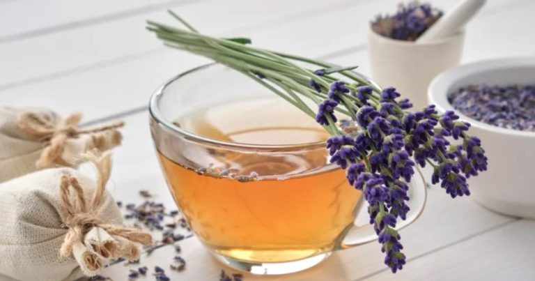 Lavender Tea: Effect and How to Make It Yourself