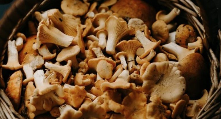Collect Edible Mushrooms: You Have to Pay Attention to That
