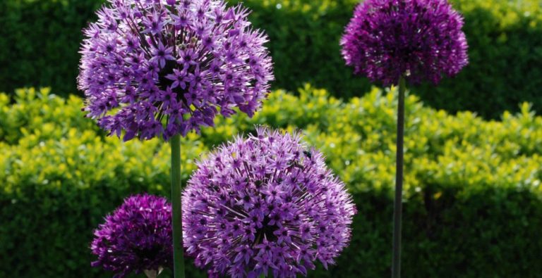 Chive Blossoms: How to Use Them
