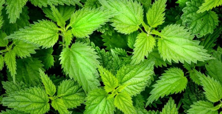 Nettle Recipes: This is How the Plant Tastes Best