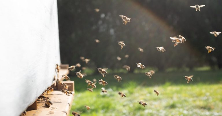 Beekeepers – Honey Production in the Self-sufficiency Garden