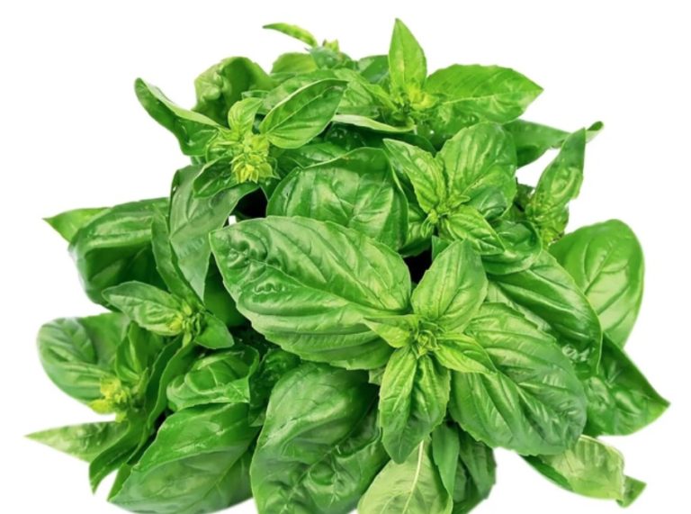 Basil: The Spice Plant is So Healthy