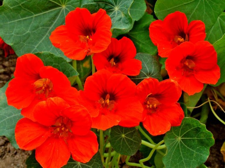 Eat Nasturtium: 3 Tasty Recipes
