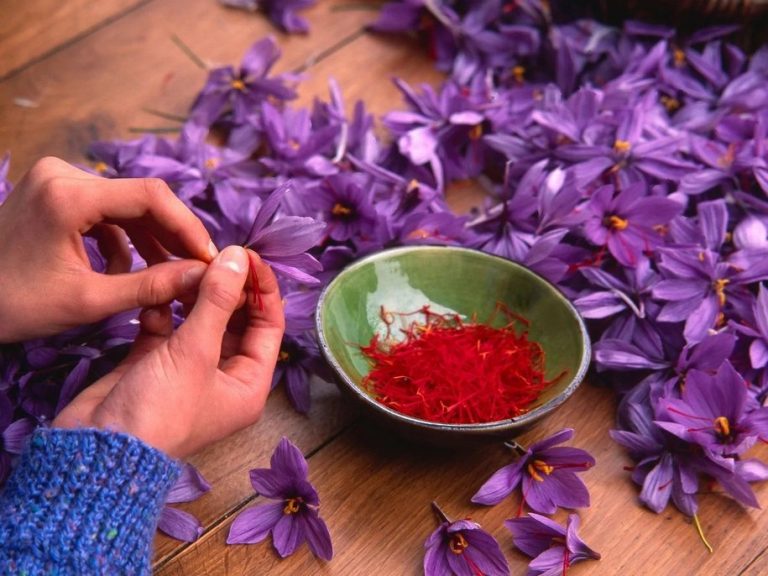 Saffron: This is What You Need to Know About the Luxury Spice