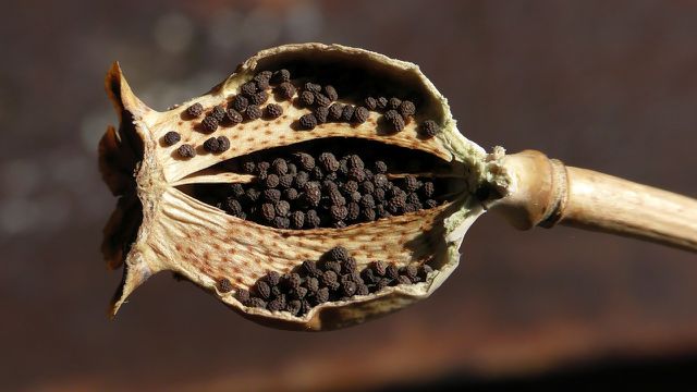 Mohnstriezel Recipe: This is How It Works