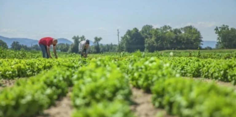 This is How You Garden Sustainably and Close to Nature