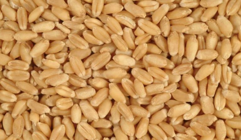 Whole Grain: What You Should Know About It